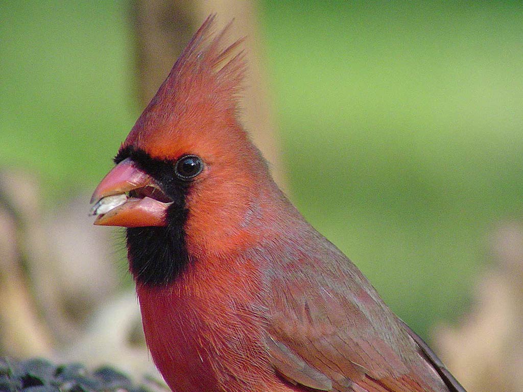 free Northern Cardinal wallpaper wallpapers and background