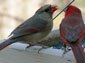 northern cardinal desktop wallpaper