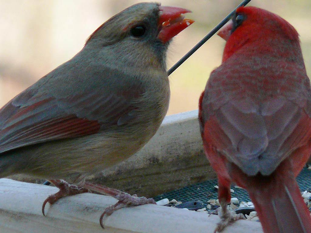 free Northern Cardinal wallpaper wallpapers download