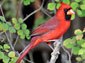 Northern Cardinal wallpaper