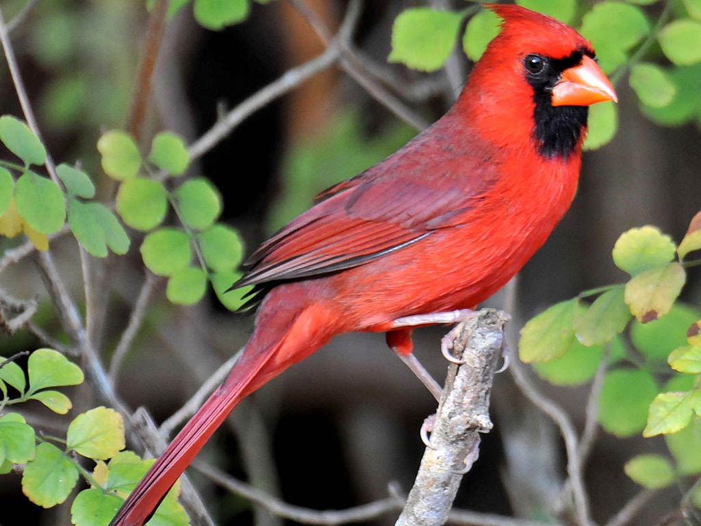 free Northern Cardinal desktop wallpaper wallpapers Desktop and Mobile