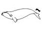 Northern Right Whale coloring page