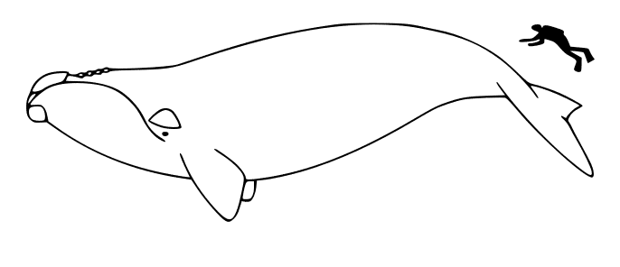 free Northern Right Whale coloring page
