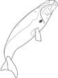 Northern Right Whale coloring page