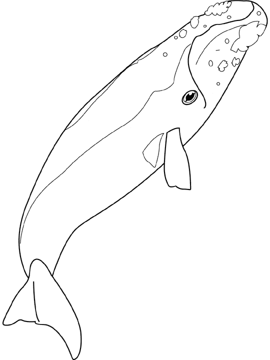 free Northern Right Whale coloring page