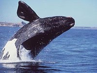 Northern Right Whale image