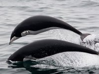 Two Northern Right Whales jumping