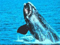 Northern Right Whale 