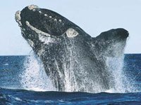 Northern Right Whale photo
