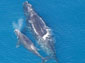 Northern Right Whale wallpaper