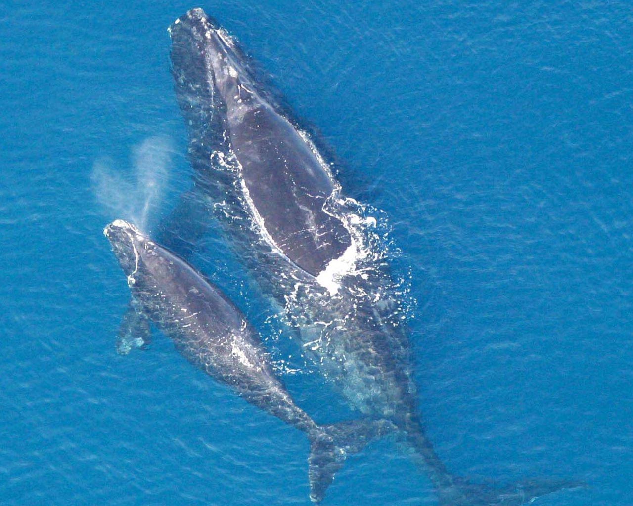 free Northern Right Whale wallpaper wallpapers download