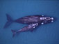 Northern Right Whale wallpaper