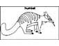 Numbat coloring page