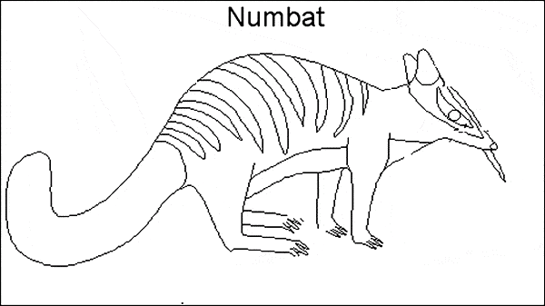 free Numbat coloring page