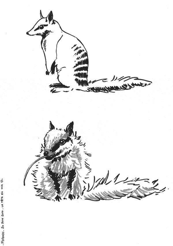 free Numbat coloring page