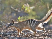 Numbat walking