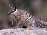 Numbat