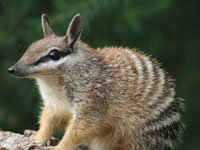 Numbat a very cute animal
