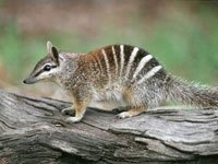 Numbat on a log