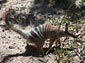 Numbat wallpaper