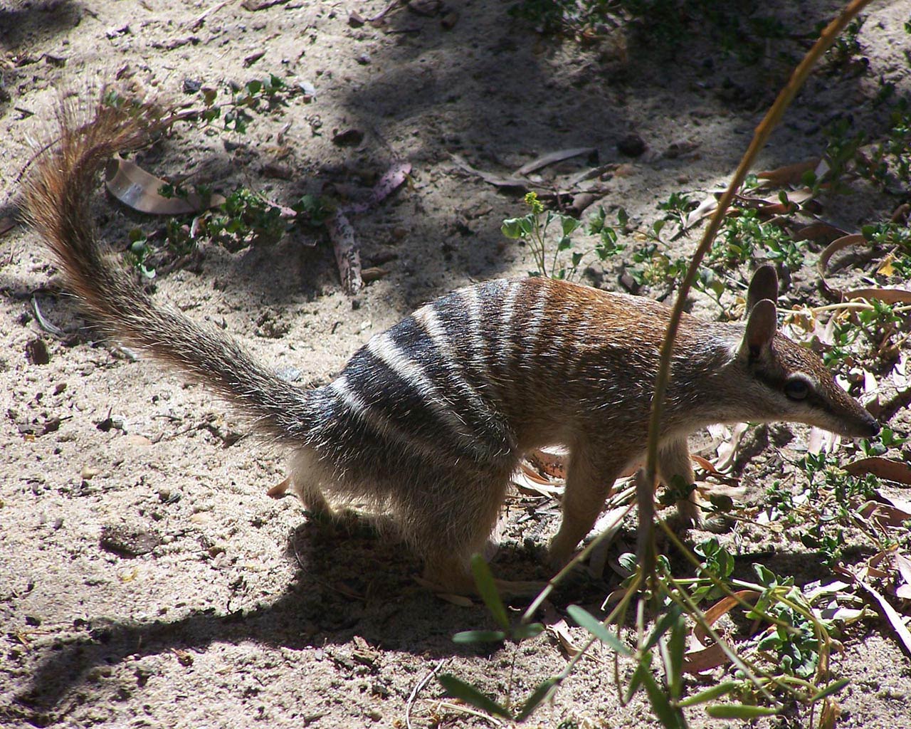 free Numbat wallpaper wallpapers download