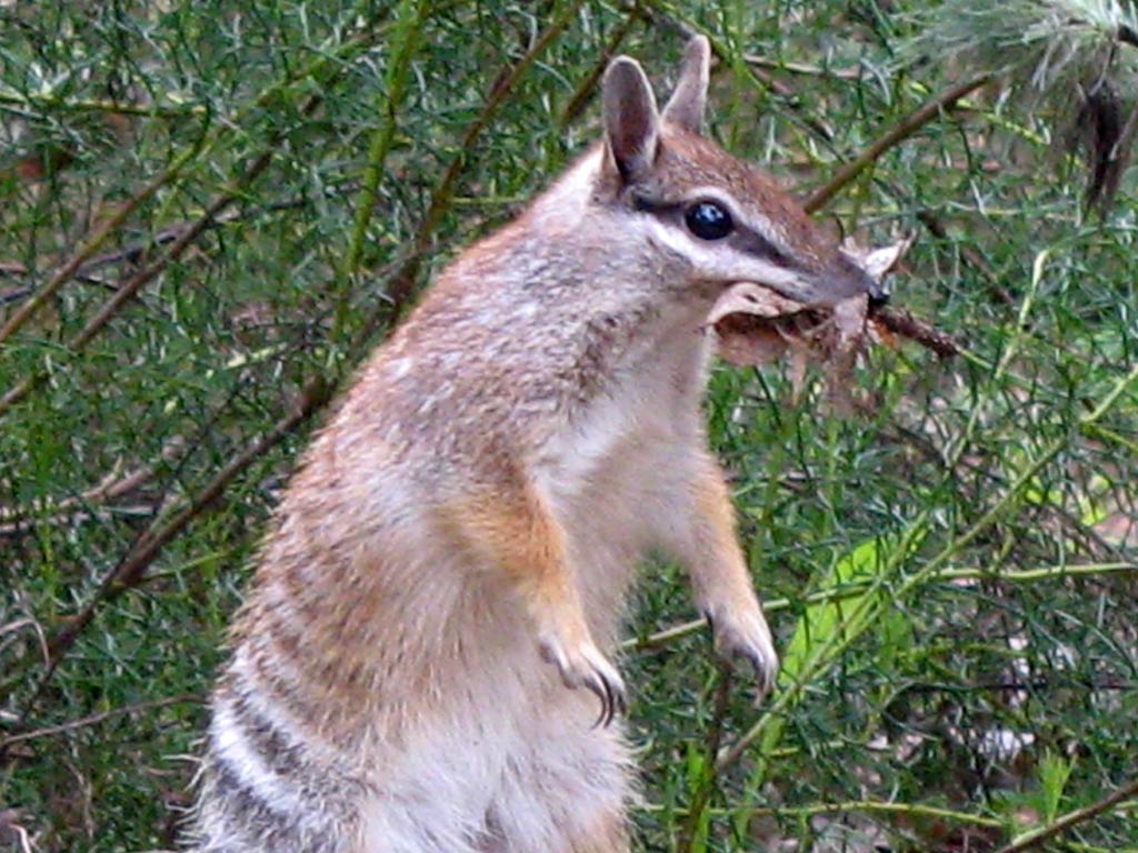 free Numbat wallpaper wallpapers download