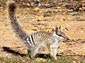 Numbat wallpaper