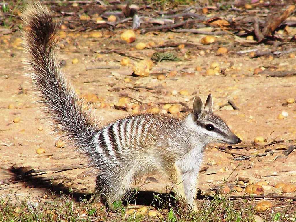 free Numbat wallpaper wallpapers download