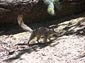 numbat wallpapers