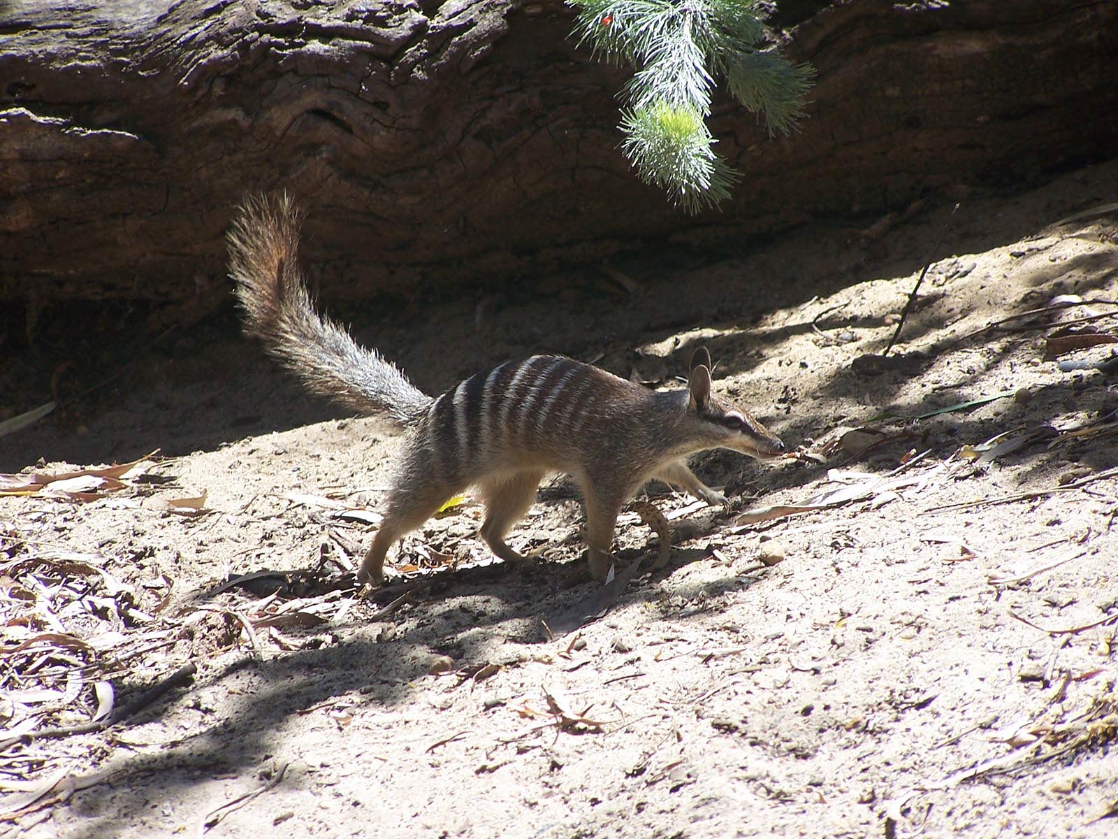 free Numbat wallpaper wallpapers download