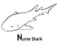 nurse shark coloring page