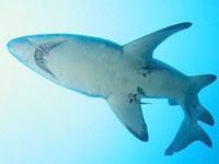 Nurse Shark image