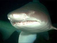 Nurse Shark picture