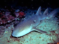 Nurse Shark image