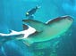 Nurse Shark wallpaper