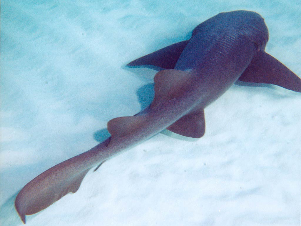 free Nurse Shark wallpaper wallpapers download