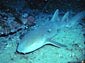 Nurse Shark wallpaper