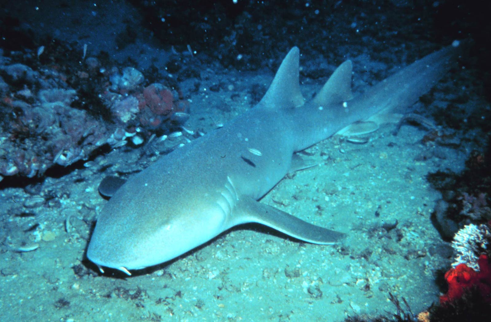 free Nurse Shark wallpaper wallpapers and background