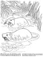 Nutria coloring page