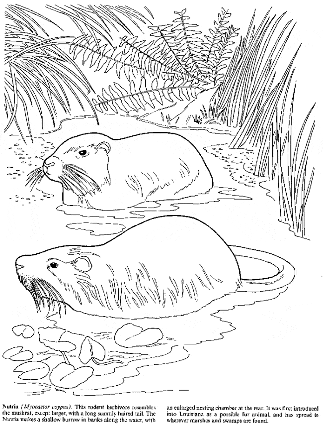 free Nutria coloring page