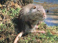 Nutria picture