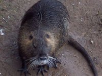 Nutria picture