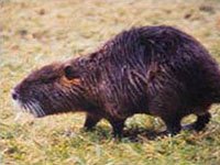 Nutria image