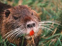 Nutria image