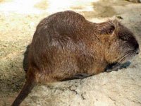 Nutria photo