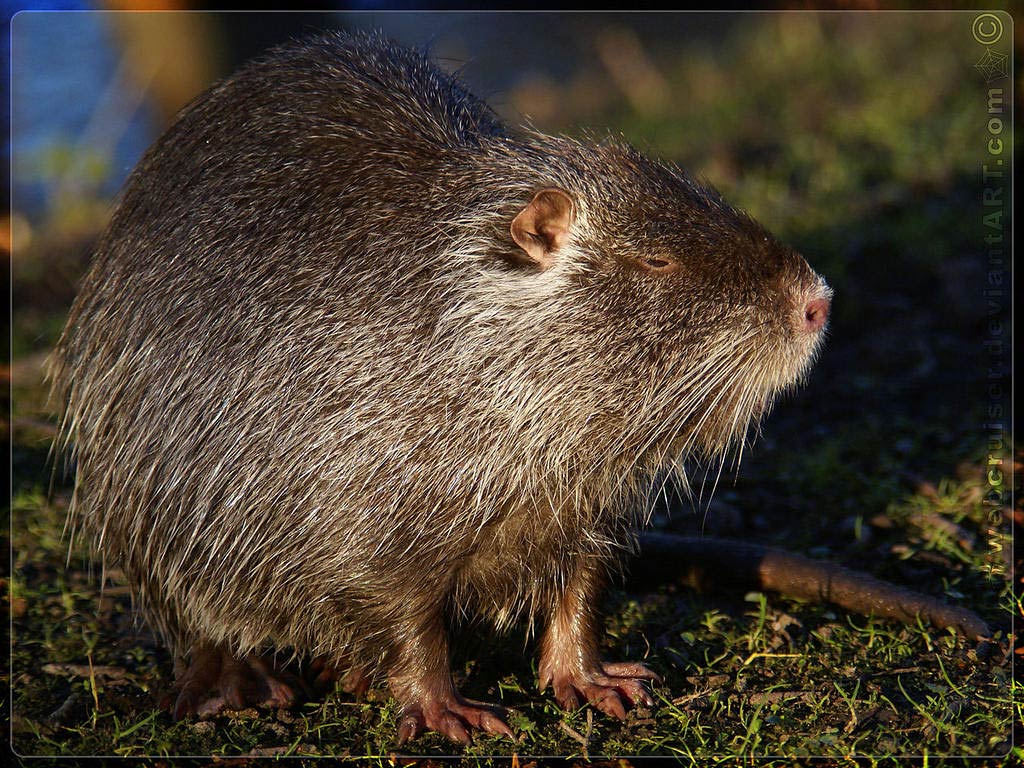 free Nutria wallpaper wallpapers download