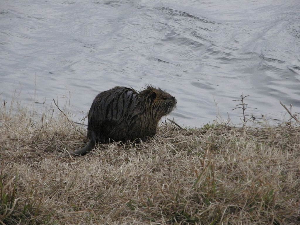 free Nutria wallpaper wallpapers download