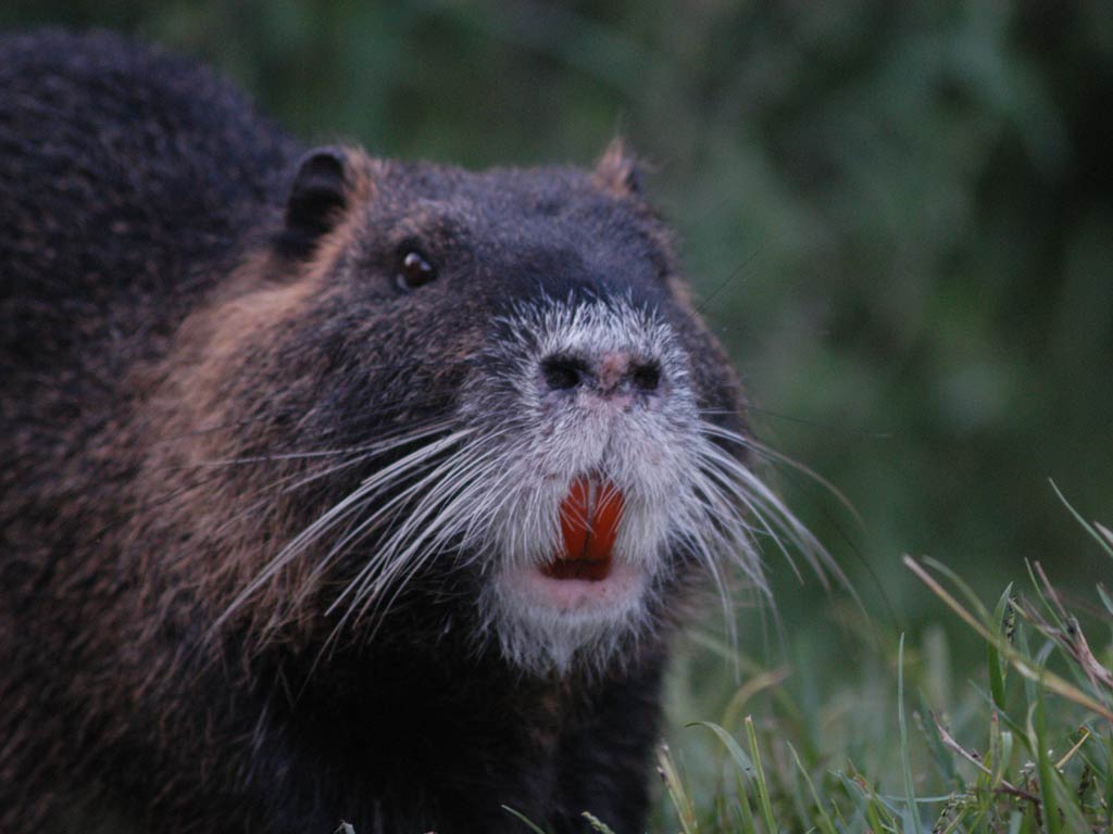 free Nutria wallpaper wallpapers and background