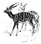 Nyala coloring page