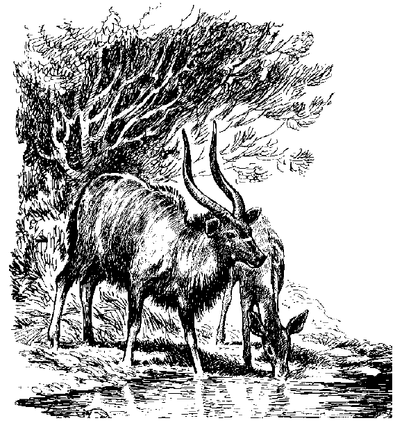 free Nyala coloring page